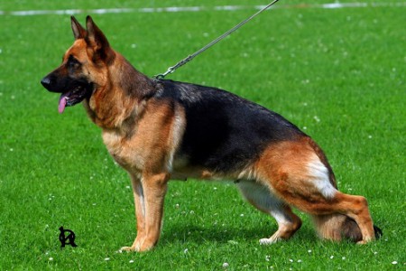 Kati vom Poxdorfer-Tannenhof